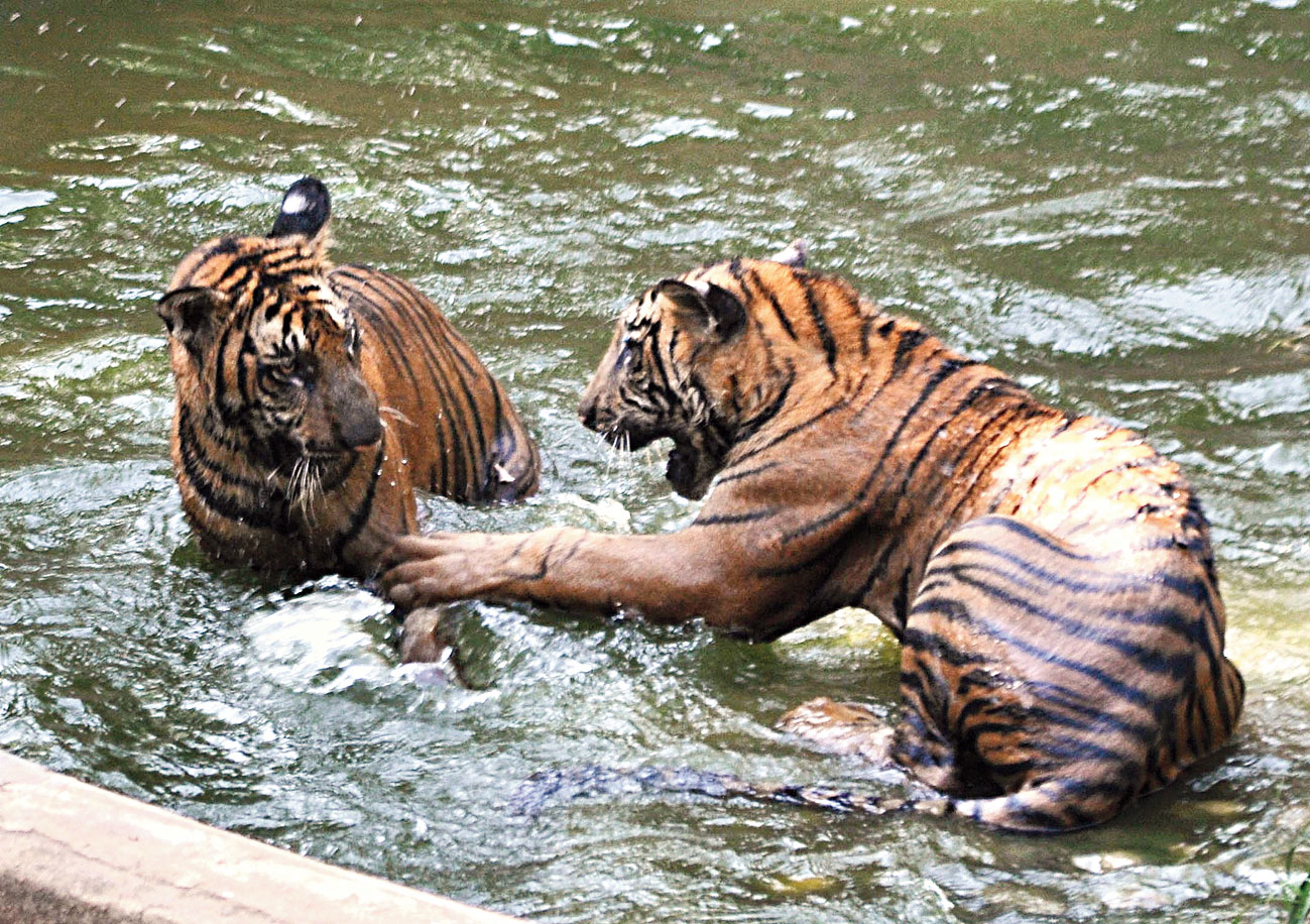 Coronavirus outbreak: New diet for Assam State Zoo inmates - Telegraph ...