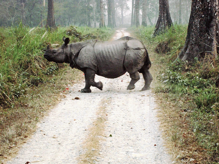 A rhino in the Jaldapara National Park