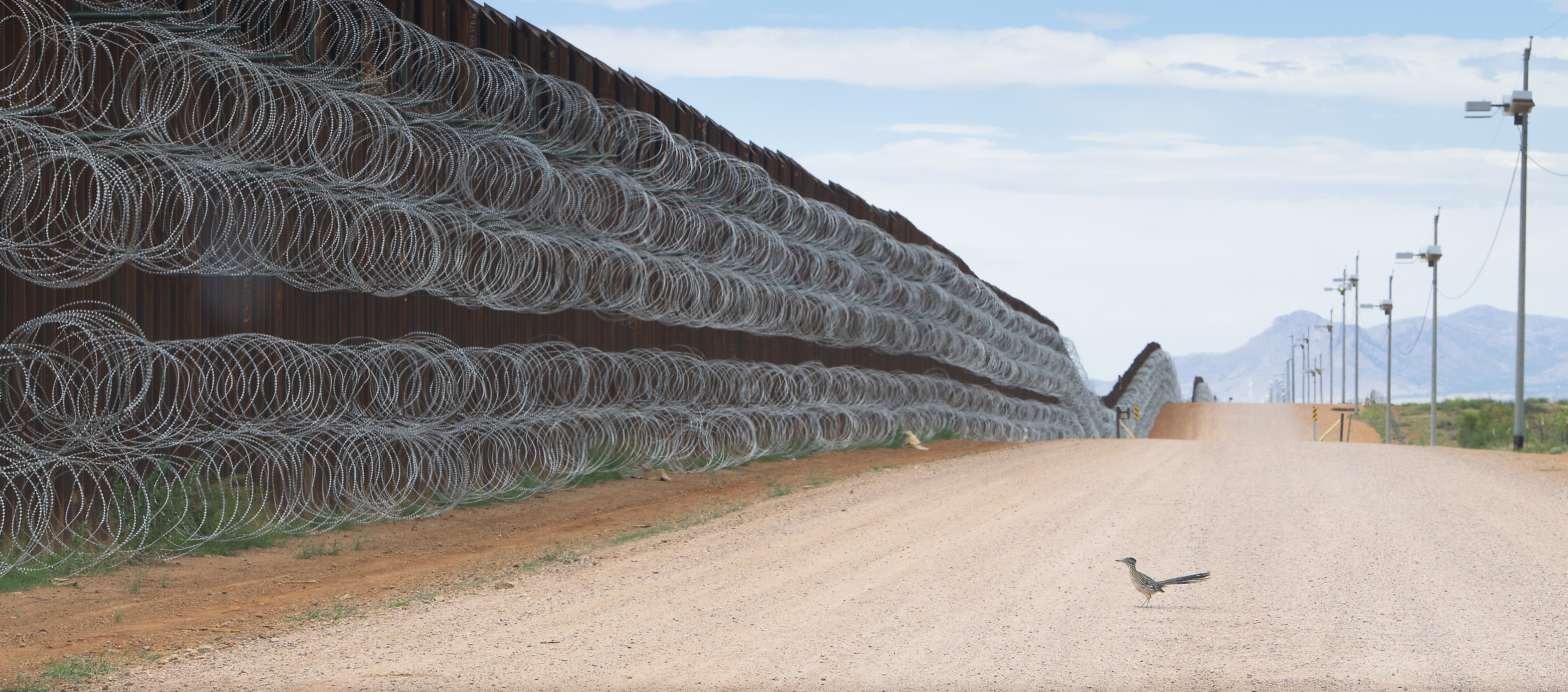 A greater roadrunner approaches the border wall at Naco, Arizona, US 
