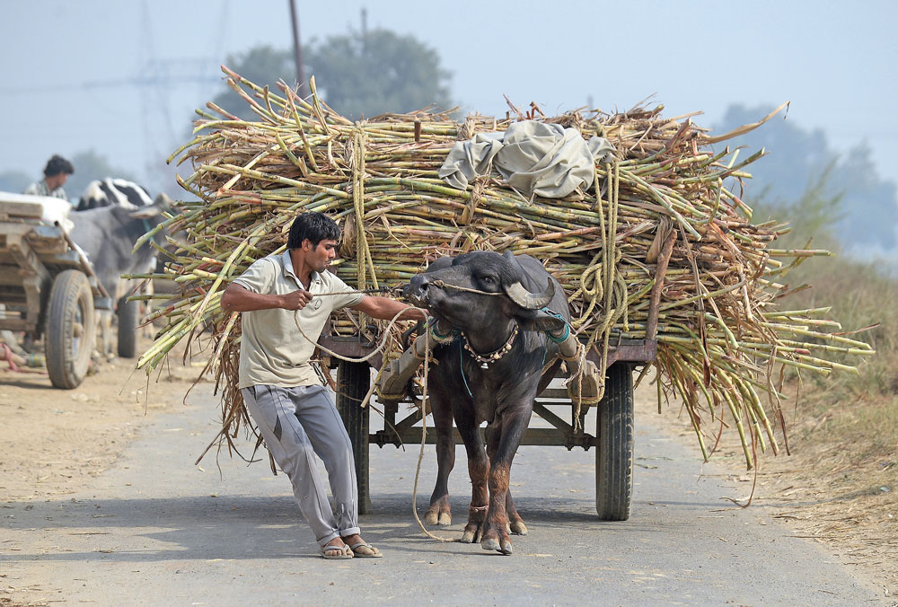 A man ferries sugarcanes in the Ghaziabad district of Uttar Pradesh