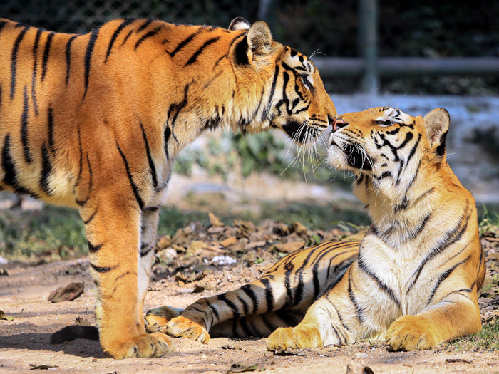 A pair of Royal Bengal tigers soak the sun on a cold winter afternoon at Tata Steel Zoological Park (TSZP) in Jamshedpur