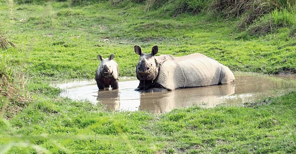 A rhino with her calf at Gorumara National Park