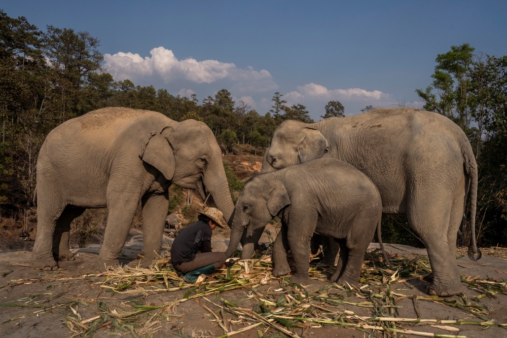 Amnuai Charornsuksombat, 36, feeds his elephants after he had to return them to his village due to dwindling tourists at the parks where they worked, in Baan Thung Luang, Thailand on March 22, 2020. With the coronavirus pandemic keeping visitors away, elephant parks are closing, and the industry fears the animals could be forced back into illegal logging or begging on city streets.
