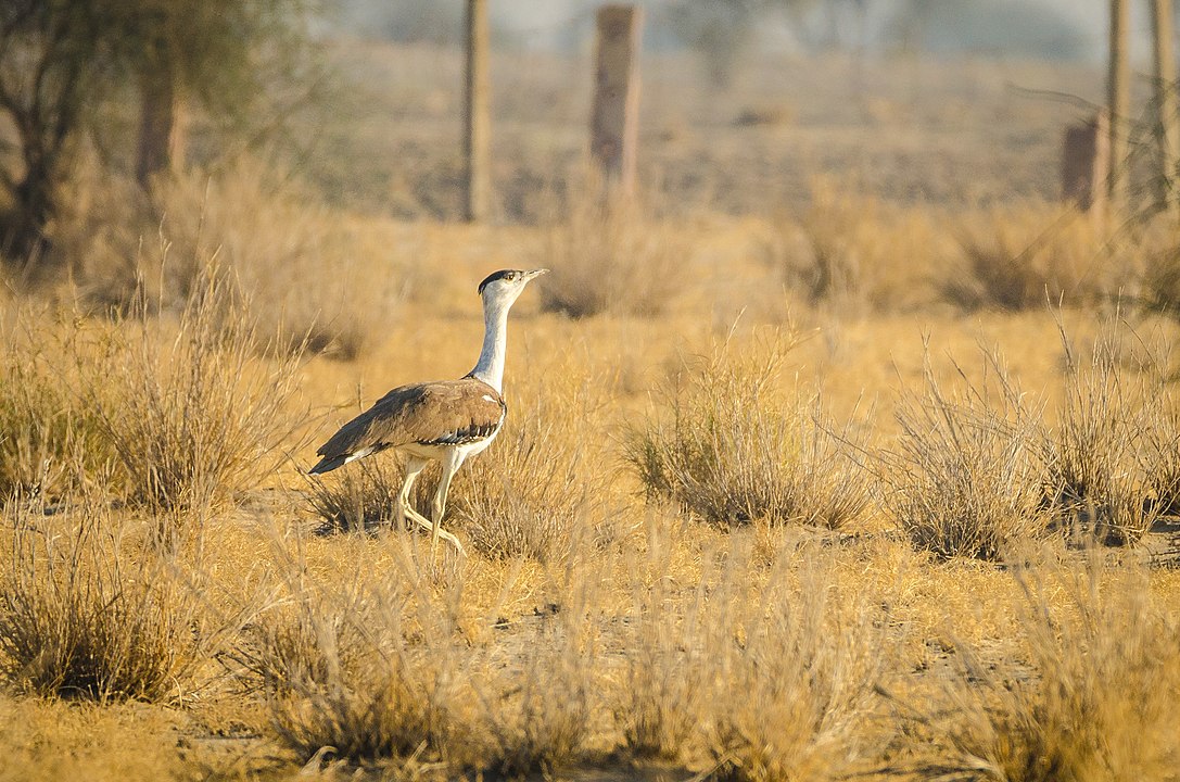 The Great Indian bustard is critically endangered by hunting and the loss of its habitat. As of 2018, only an estimated 150 remained, down from 250 in 2011. According to the environment ministry, 22 species of flora and fauna have gone extinct in India in the past few centuries.