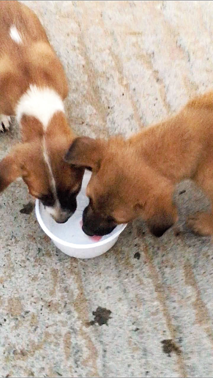 Two dogs drink water in Guwahati. 