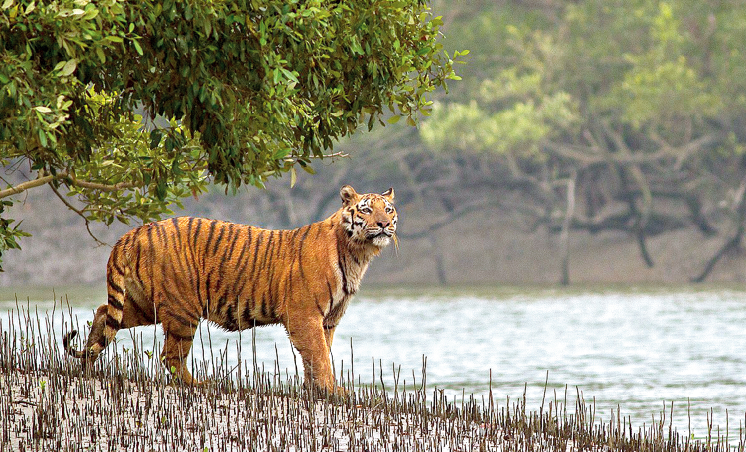 A Royal Bengal tiger
