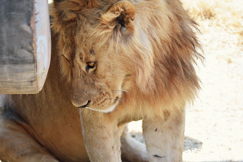 A lion hiding behind a safari vehicle