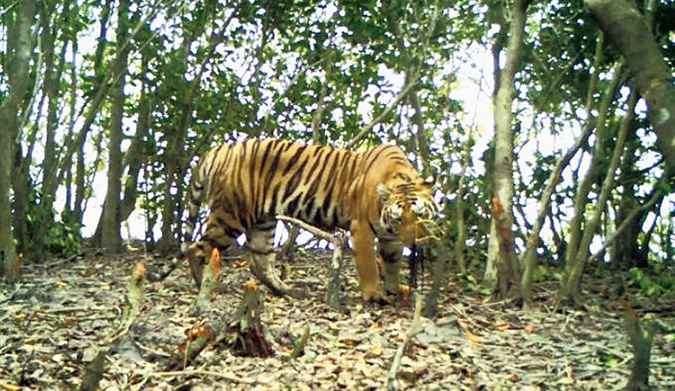 A tiger captured by a pair of camera traps in the Sunderbans