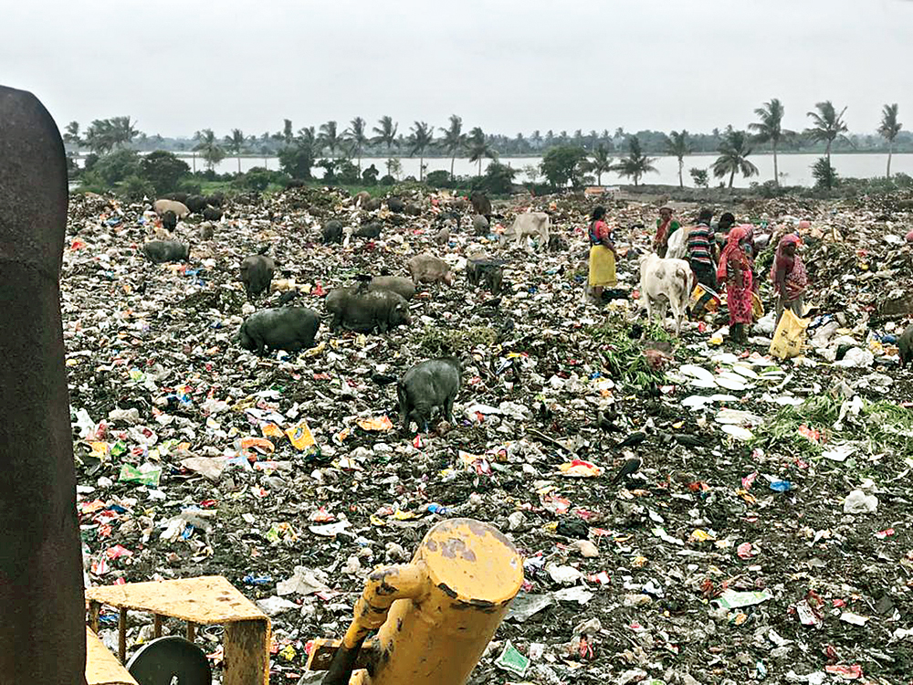 Pigs, cows and rag pickers scavenge the dumpyard behind Sector V
