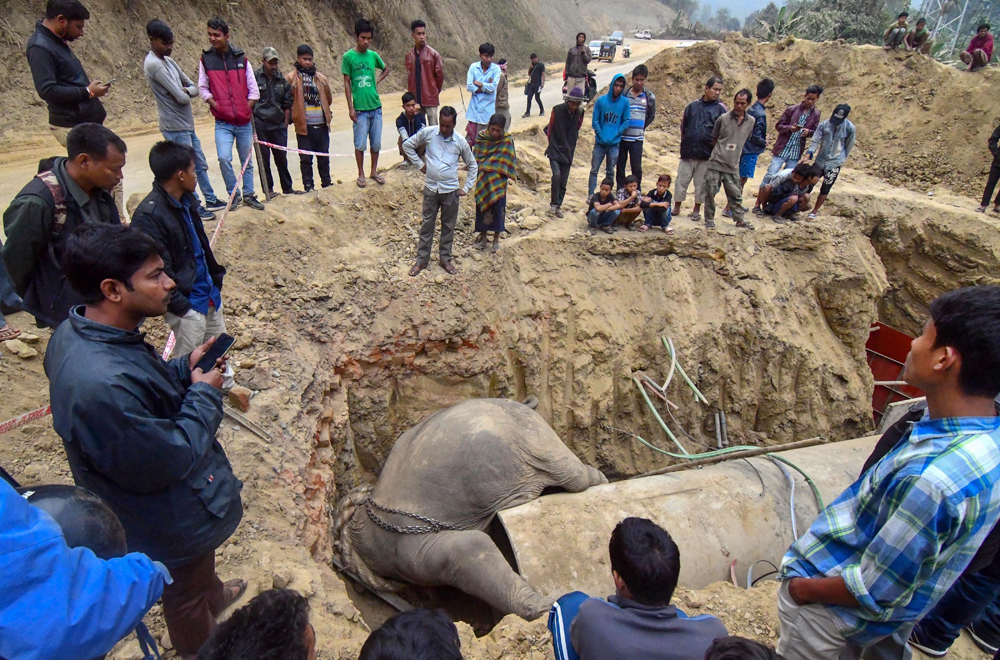 Onlookers stand near an elephant carcass at Pecharthal in North Tripura on December 21