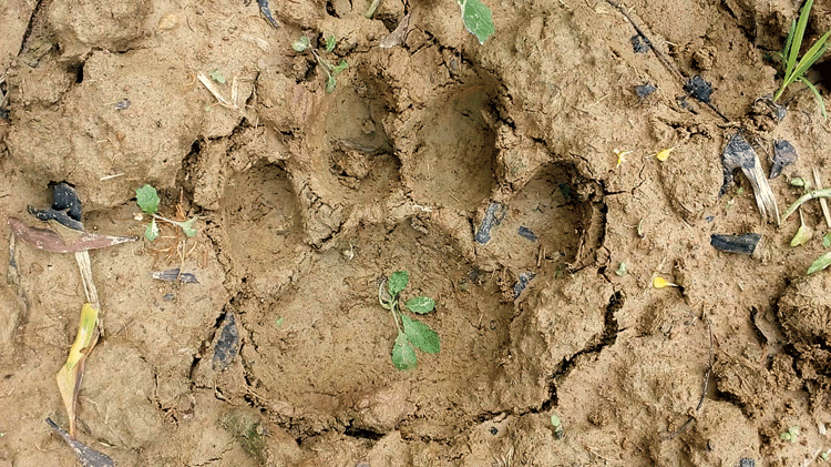 pugmarks | Pugmarks set off tiger alarm - Telegraph India