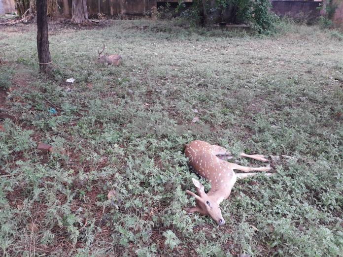 Both deer were placed at Kandi police station, however one died after first aid treatment

