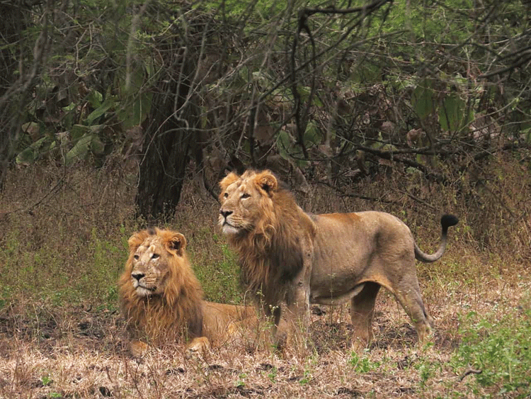 Lions in Gir forest. 