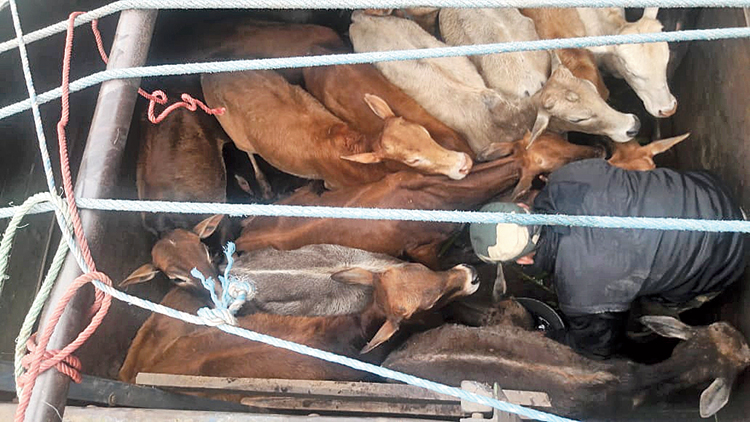 Two Bangladeshi nationals with three head of cattle arrested in the joint raid by BSF and Mankachar police