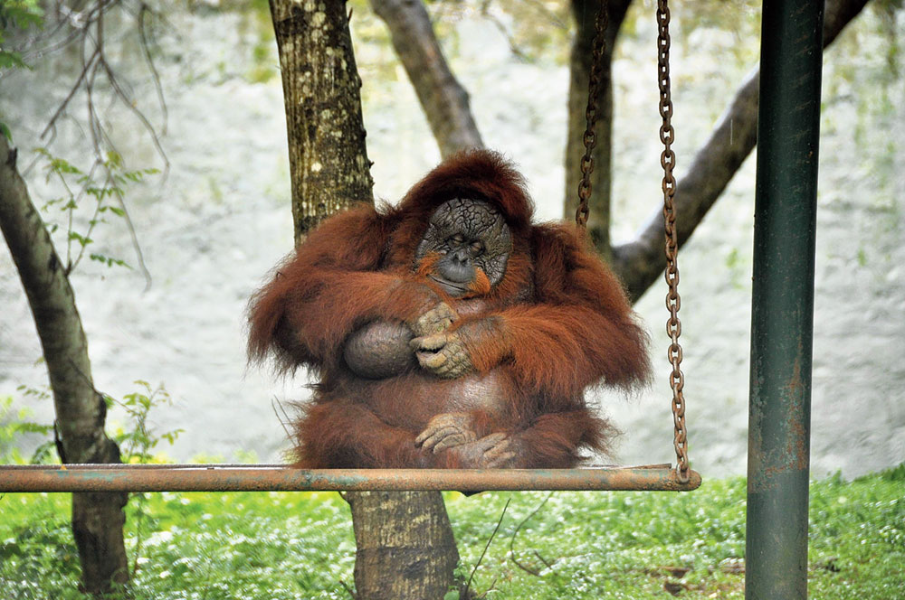 India’s lone orangutan, 41-year-old Binny