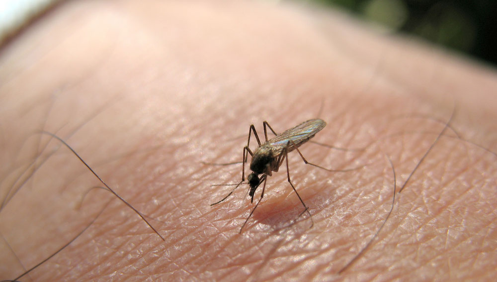 The virus is transmitted to humans through a mosquito bite and is mostly reported in North America