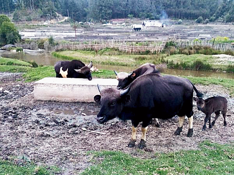 Mithun, the state animal of Nagaland and Arunachal Pradesh, might graze  outside north eastern states - Telegraph India
