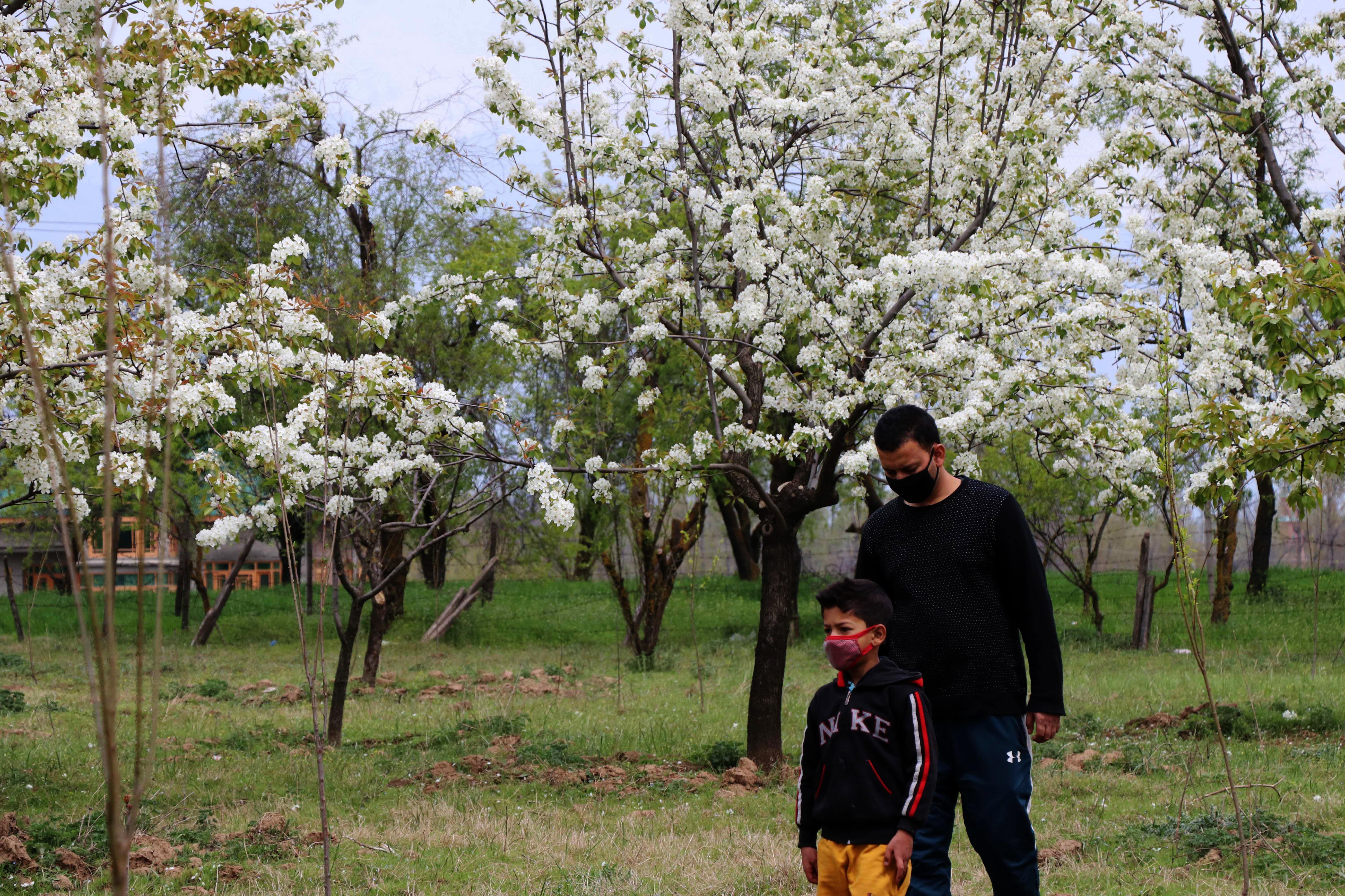 TREES IN BLOOM: A man and a boy in masks walk past a pear orchard in New Khanda, in south Kashmir's Pulwama district.