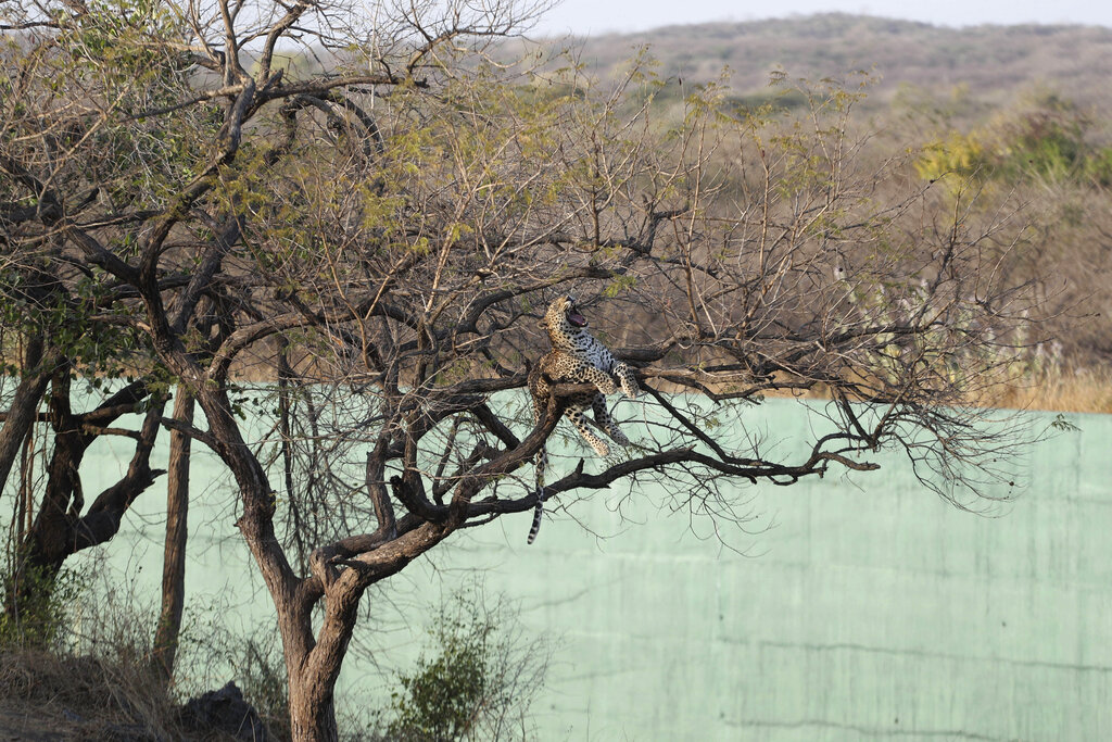 A leopard yawn as it sits on a tree at Gir Interpretation Zone - Devalia near Gir National Park and Wildlife Sanctuary, also known as Sasan Gir in Gujarat.