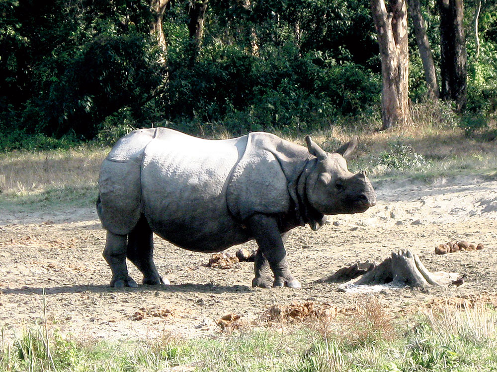 A one-horned rhino in the Jaldapara forest
