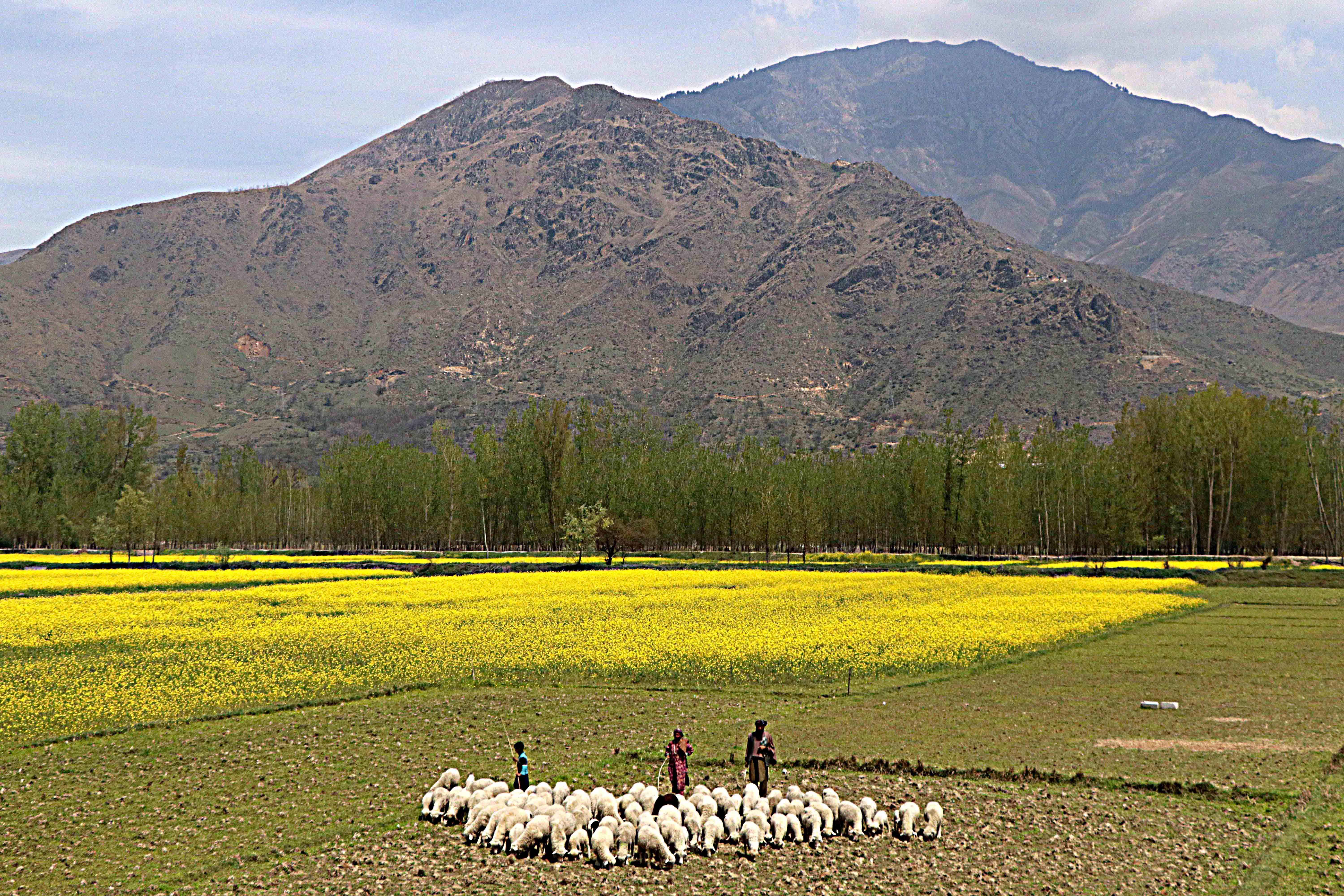 MORNING HAS BROKEN: Nomadic Gujjar tribals lead a herd of sheep on a mustard field in Pulwama district during the lockdown.