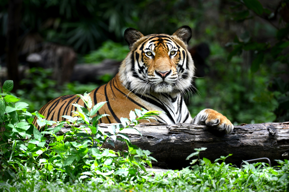 Rural communities have adapted to share space with tigers that do not threaten them.