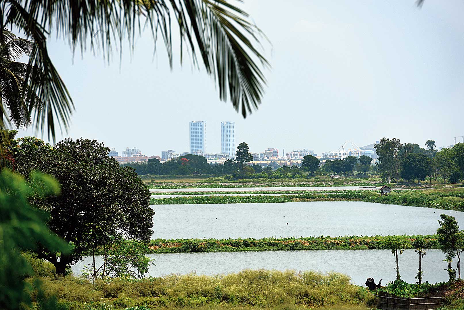 The East Calcutta Wetlands
