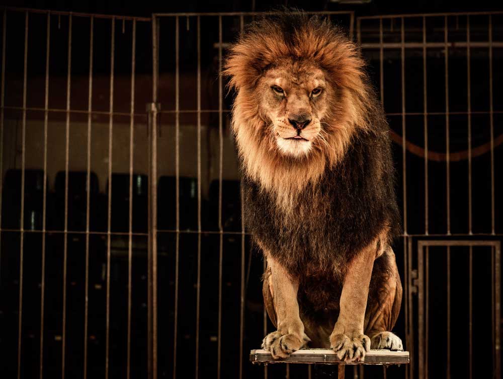 It is the paucity of ideas, not a ban on animals, that poses a risk to the  future of the circus - Telegraph India