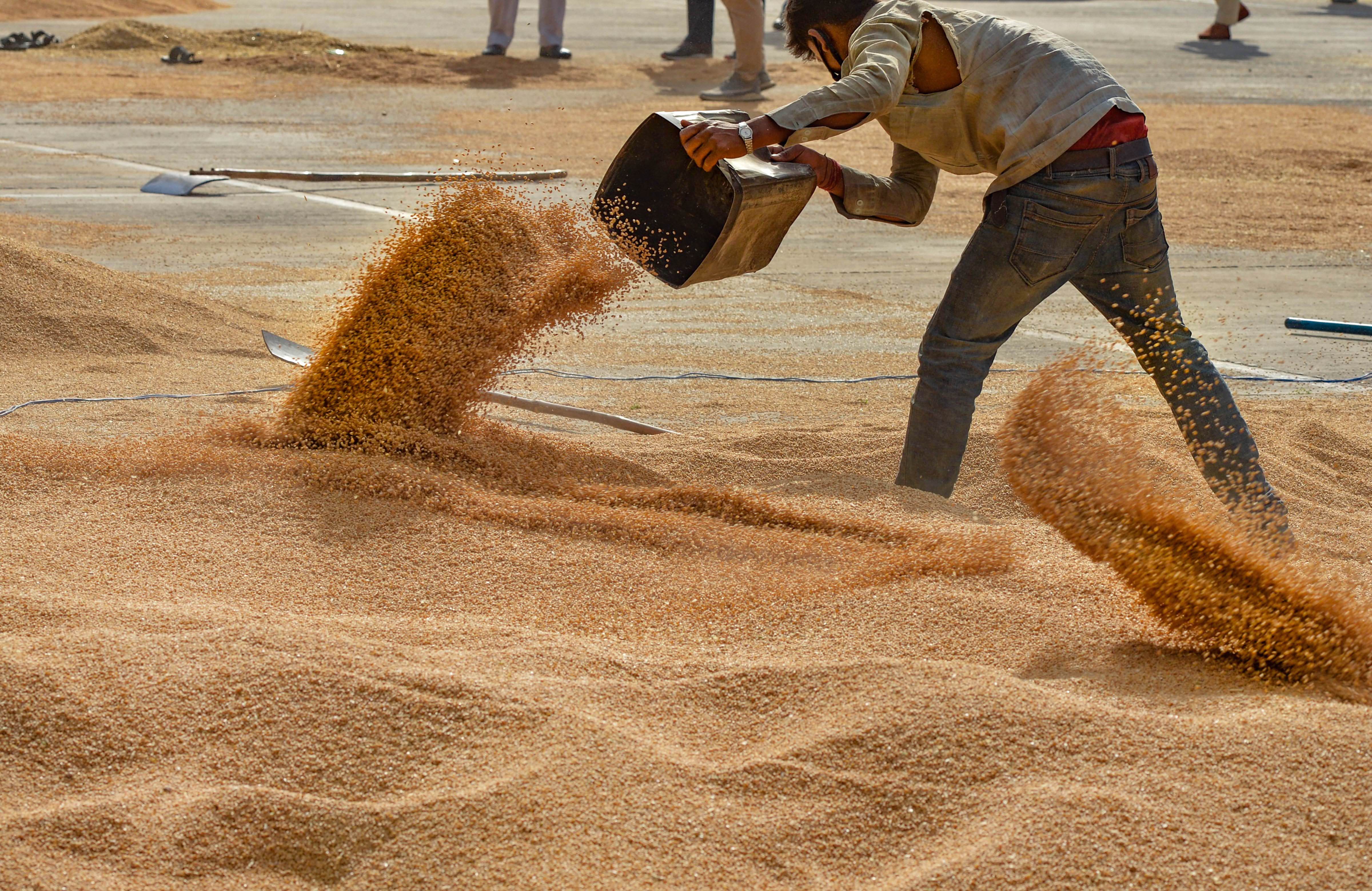 A labourer piles up wheat grain at the New Grain Market as its procurement is picking up, amid ongoing Covid-19 lockdown in Chandigarh, Sunday, April 19, 2020