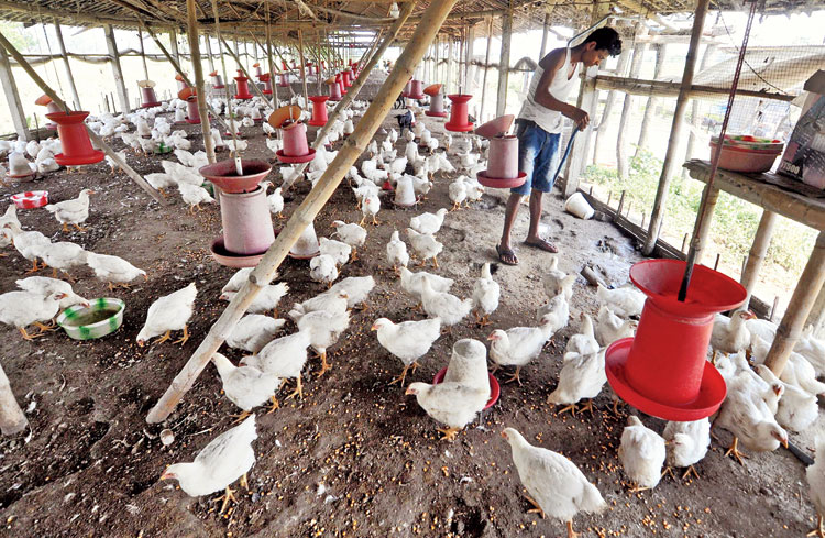 POULTRY FARM AND DEMAND AND SUPPLY OF DRESSED CHICKEN IN ILORIN METROPOLIS.  | PeakD