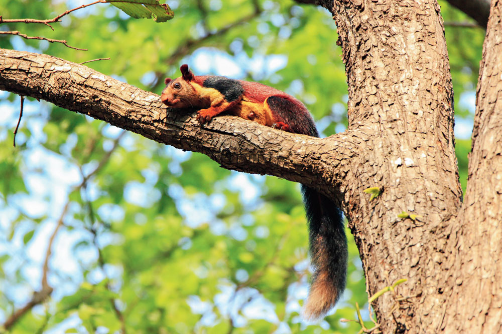 A look at Simlipal National Park and its creatures - Telegraph India A look at Simlipal National Park and its creatures - Telegraph India