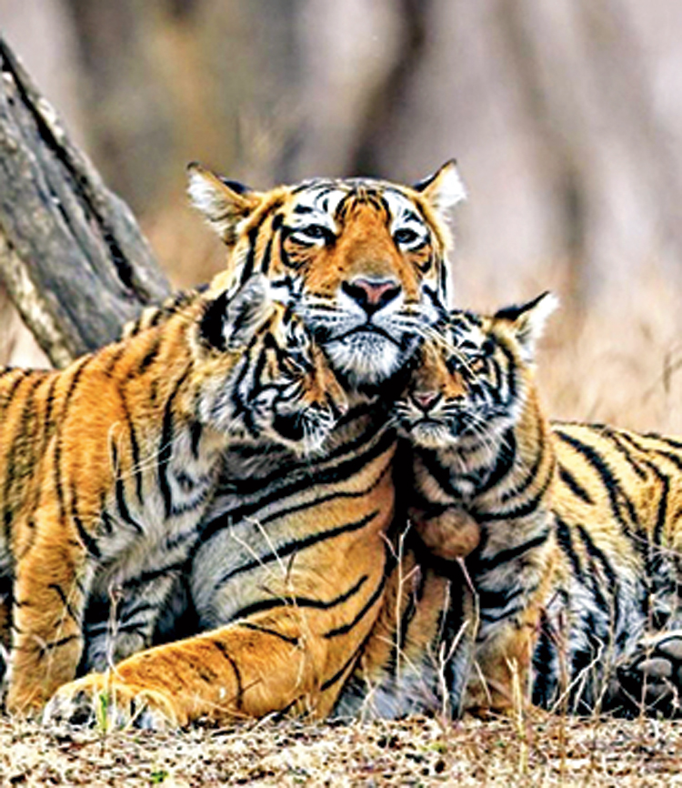 National Tiger Conservation Authority (NTCA) | Tiger conservation