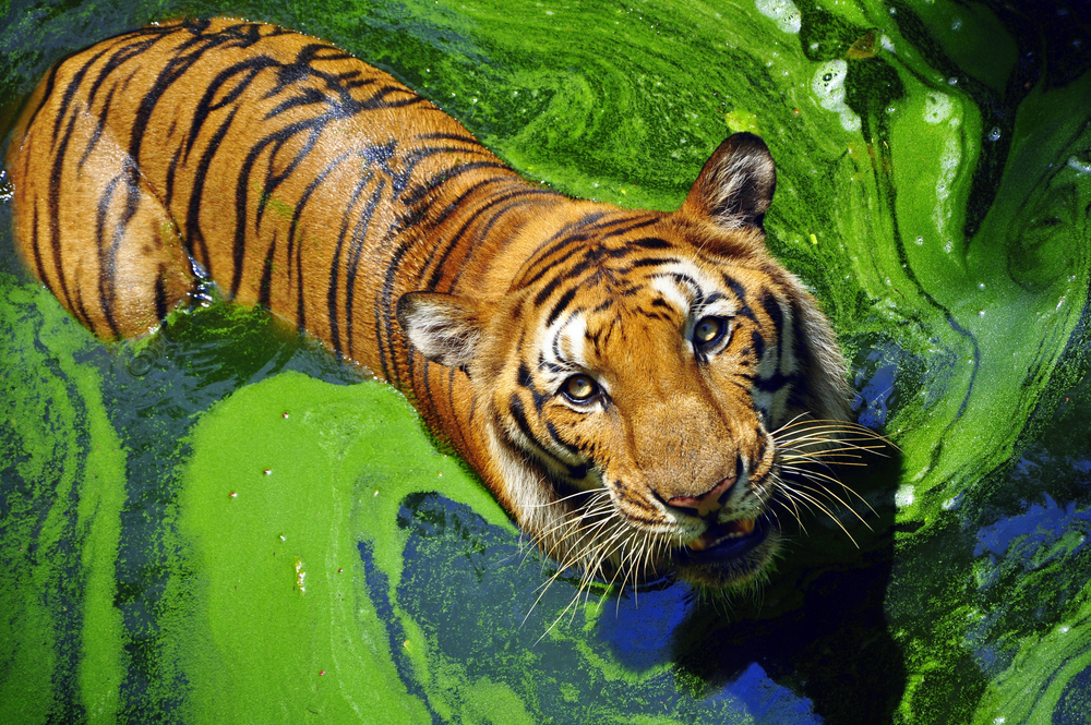 In deep trouble: Attempts must be made to steadily maintain the geographical distribution of tigers