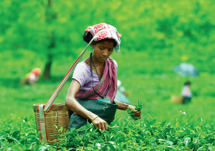A woman plucks leaves in an Assam tea garden