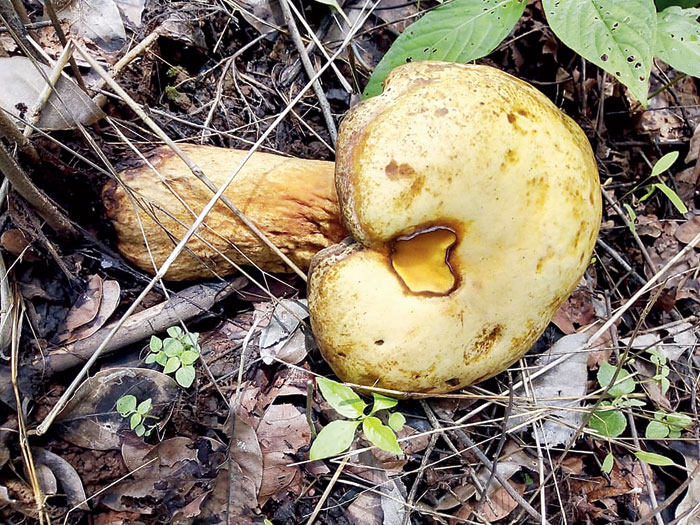 We found a giant mushroom in the jungle trail!