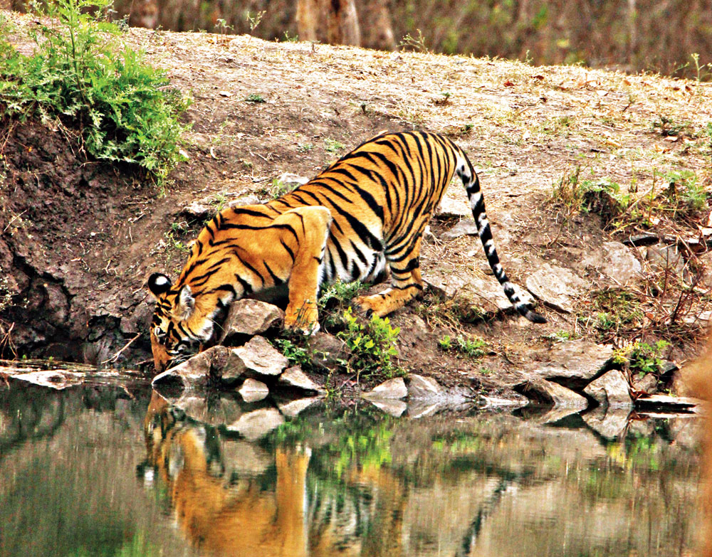 A tiger at a waterhole 