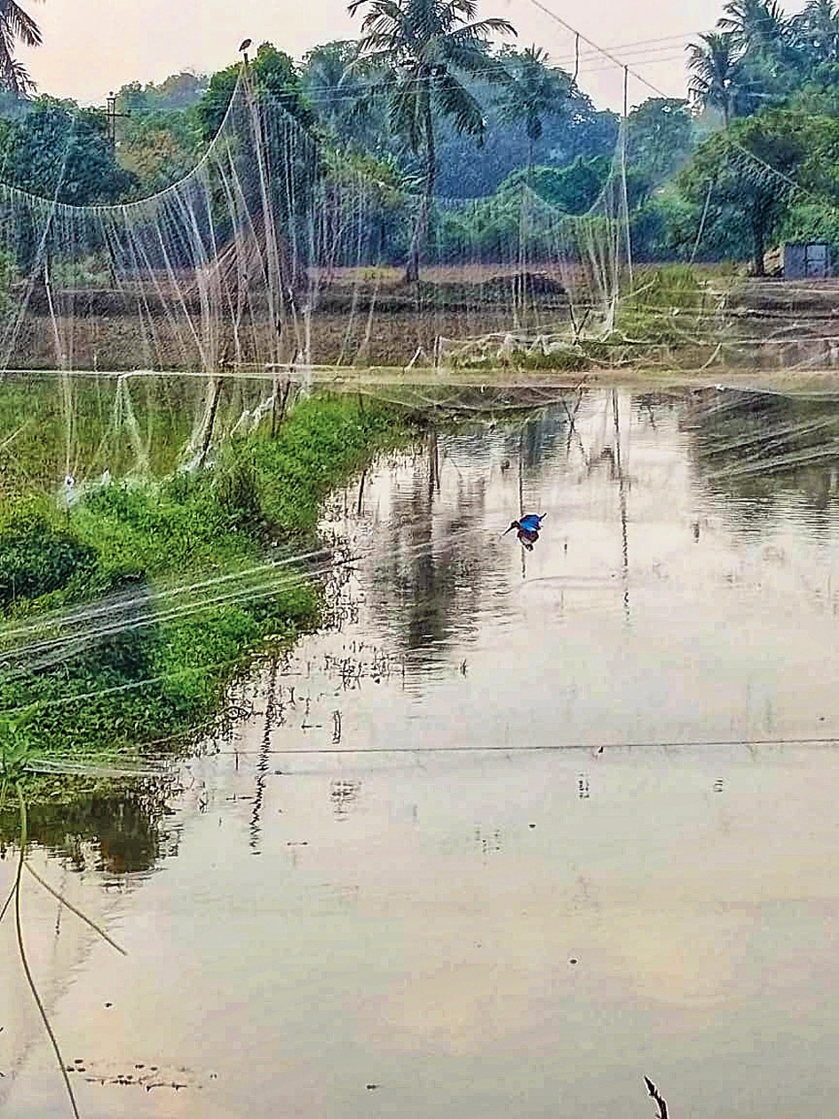 Fishing net  Nadia fishing nets turn bird graves - Telegraph India