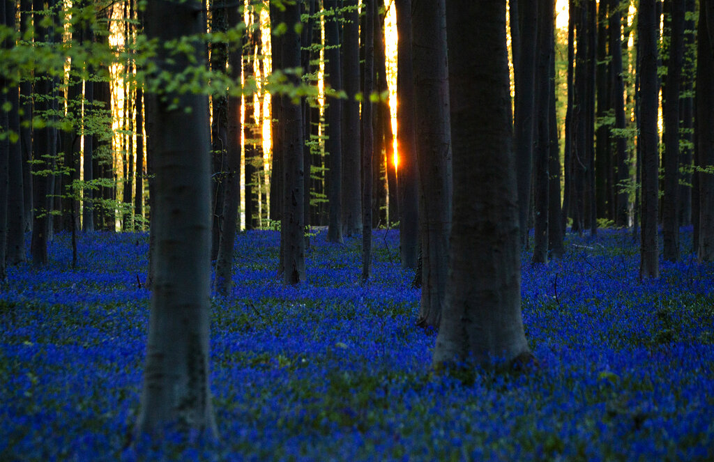 The sun begins to rise through trees as Bluebells, also known as wild Hyacinth, bloom in the Hallerbos forest in Halle, Belgium, on Thursday, April 16, 2020. Bluebells are particularly associated with ancient woodland where it can dominate the forest floor to produce carpets of violet–blue flowers.