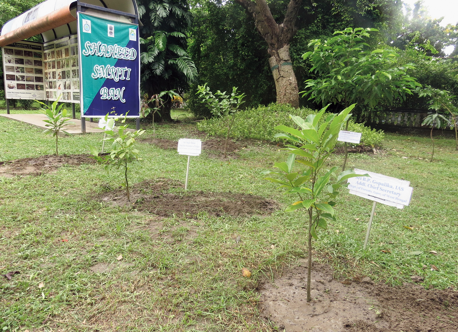 Four saplings were planted in a corner of the children’s park in Banabitan which was rechristened Shaheed Smriti Ban. 