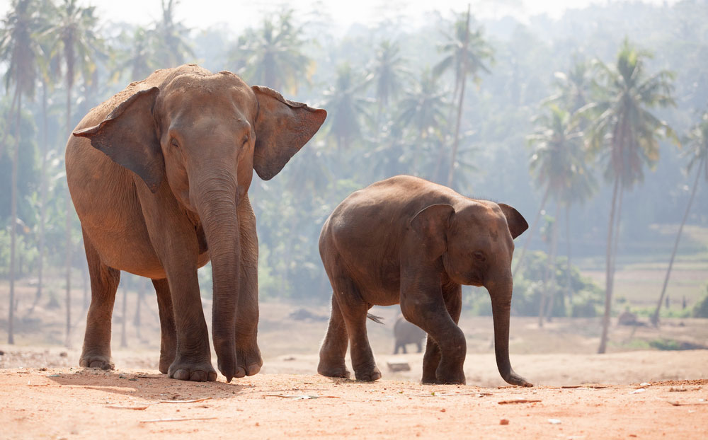 Wildlife activist and general secretary of Green Buds Society, Devajit Moran, claimed that two of the animals were wild elephants.

