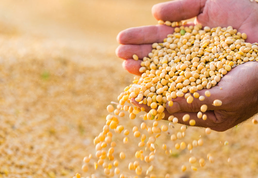 Soybean is one of the items on which China imposed retaliatory duties of 25 per cent against the US in response to similar levies imposed by the Trump administration on Chinese products.
