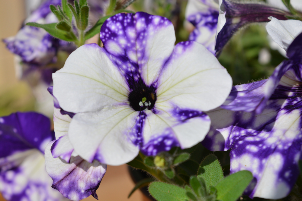Petunia:
The petunias are popular garden plants and the flowers are trumpet-shaped. Petunias are classified into many different types. These are a personal favourite of mine.