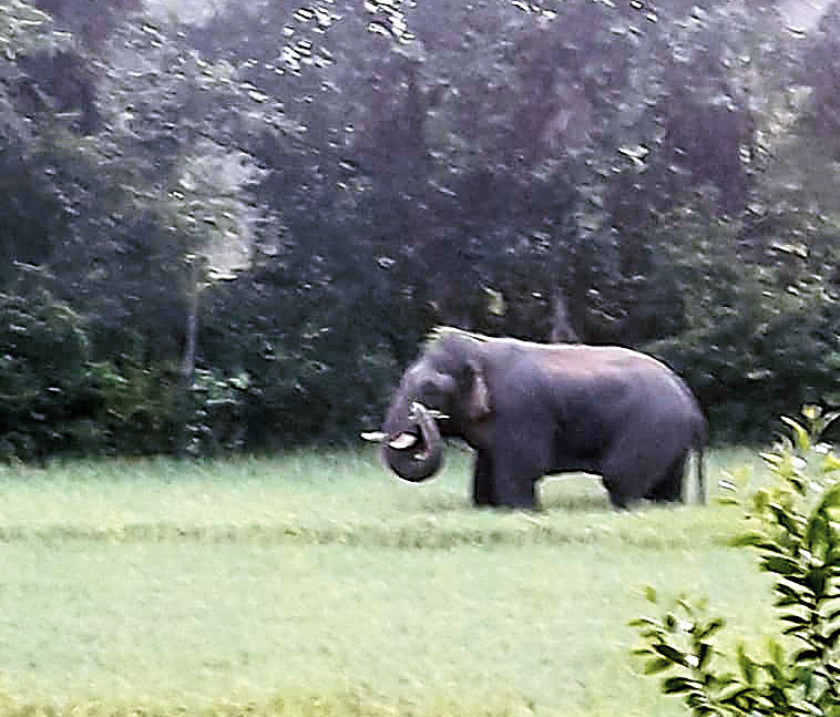 An elephant in Baghmundi. 

