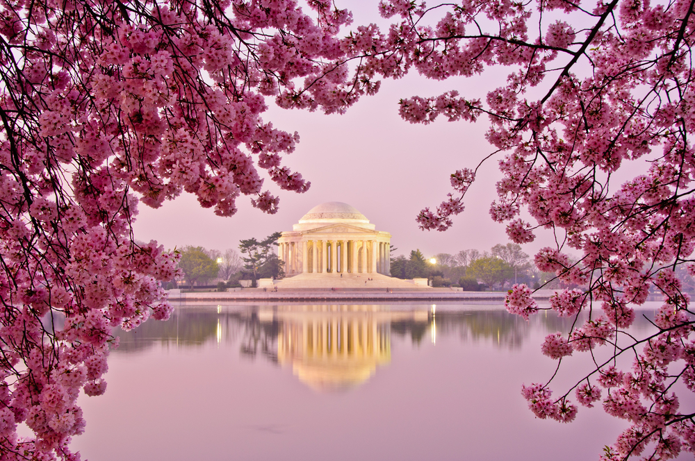 Peak bloom is when 70% of the Yoshino cherry trees on the National Mall in DC are fully flowering