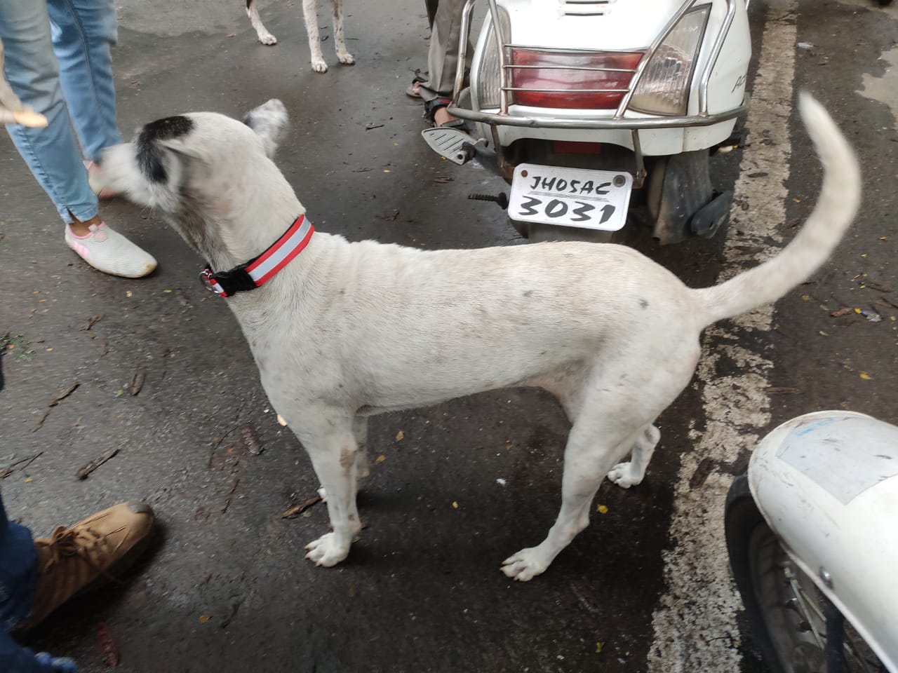 Stray dogs with reflective collars at Sakchi in Jamshedpur