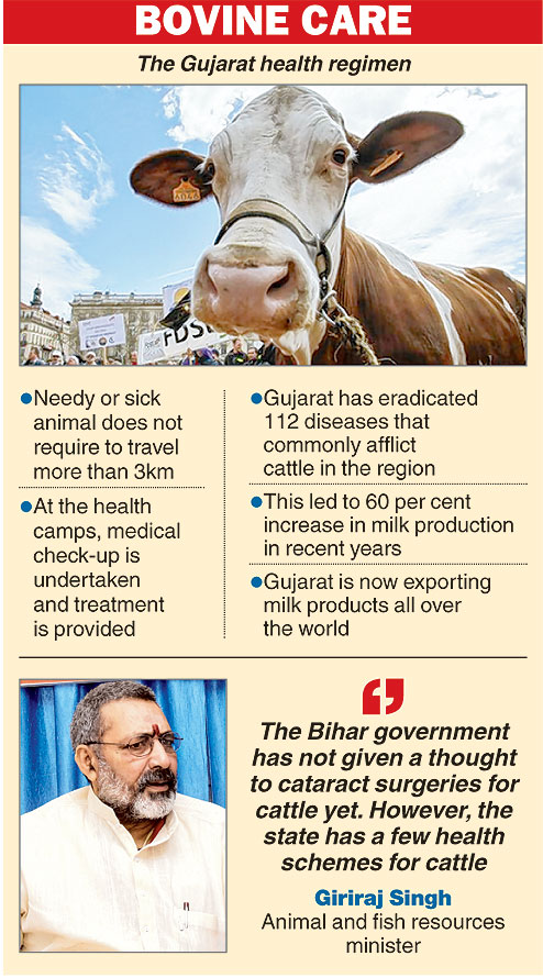 State blind to Gujarat cattle cataract model - Telegraph India State blind to Gujarat cattle cataract model - Telegraph India