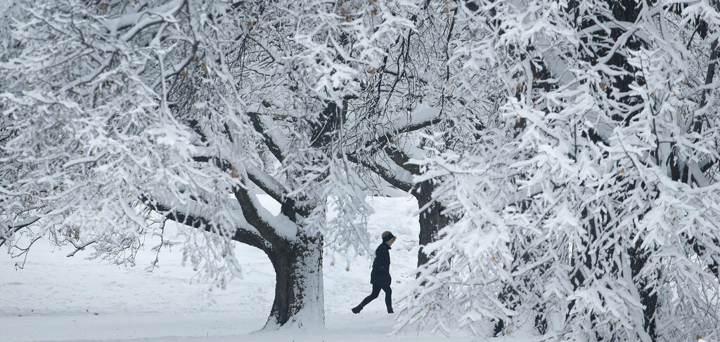 A person walks past snow-covered trees in Kansas City's Loose Park on Sunday, January 13, 2019.