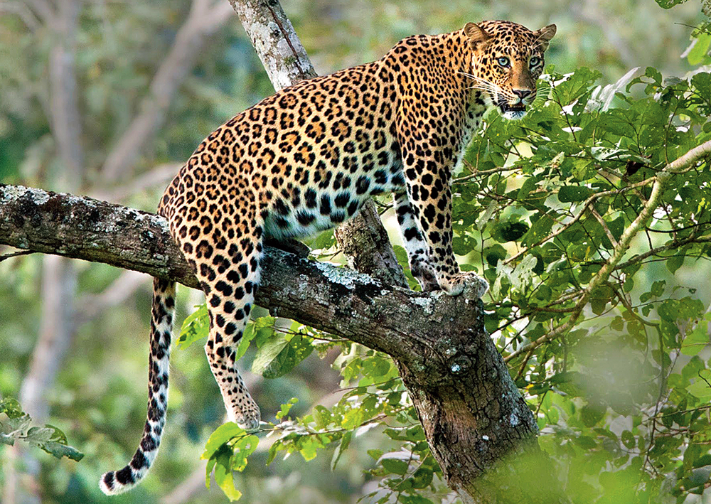 leopard  75-90% decline in leopard population - Telegraph India