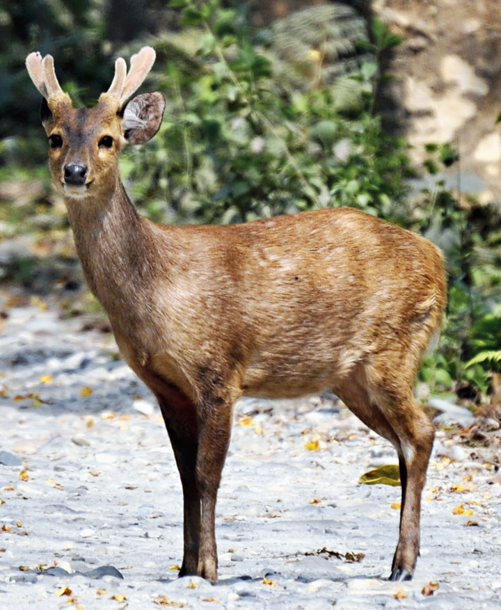 Hog deer number up in Manas National Park - Telegraph India