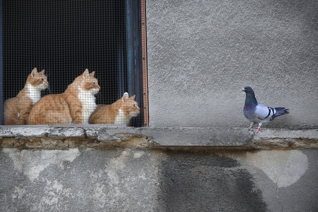 Cats stare at a pigeon from inside a window in Bucharest, Romania, Thursday, April 23, 2020.